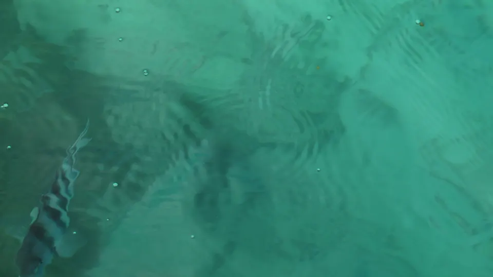 Striped reef fish gathering in clear shallow water
